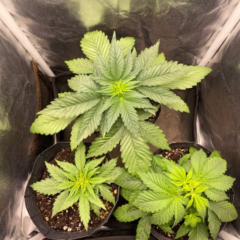 BANANA BLAZE  growlog timeline photo