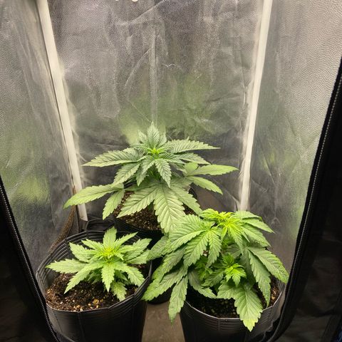 BANANA BLAZE  growlog timeline photo