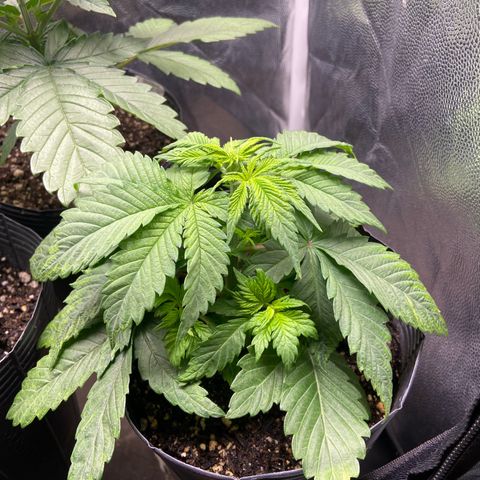 24K fem e White Widow auto growlog photo: Esqueci delas por uma semana e já estão enormes, porém não posso mais dar mancada na rega, fez muito calor durante esses dias pra cá mas aguentaram bem 