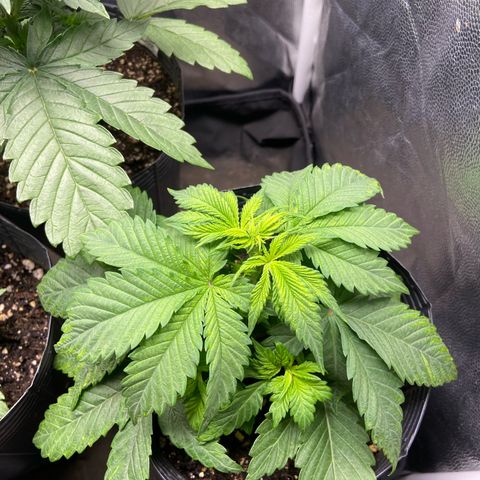 24K fem e White Widow auto growlog photo: Esqueci delas por uma semana e já estão enormes, porém não posso mais dar mancada na rega, fez muito calor durante esses dias pra cá mas aguentaram bem 