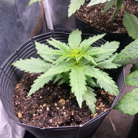 24K fem e White Widow auto growlog photo: White Widow auto 
