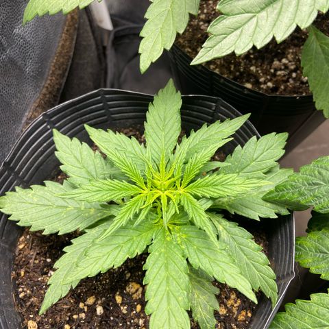 24K fem e White Widow auto growlog photo: White Widow auto 
