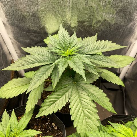 BANANA BLAZE  growlog photo: Banana blaze tá vindo forte 
A maior e mais desenvolvida até então nesse cultivo 