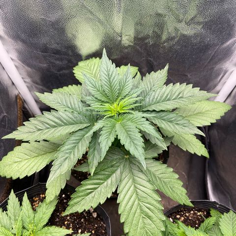 BANANA BLAZE  growlog photo: Banana blaze tá vindo forte 
A maior e mais desenvolvida até então nesse cultivo 