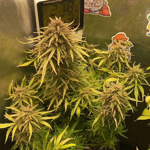 24K fem e White Widow auto growlog photo: White Widow 