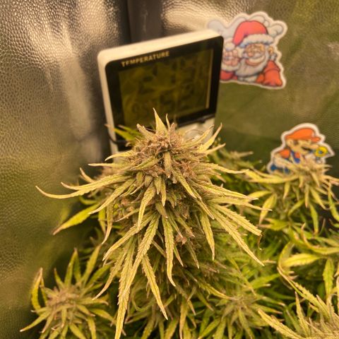 24K fem e White Widow auto growlog photo: White Widow 