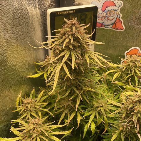 24K fem e White Widow auto growlog photo: White Widow 