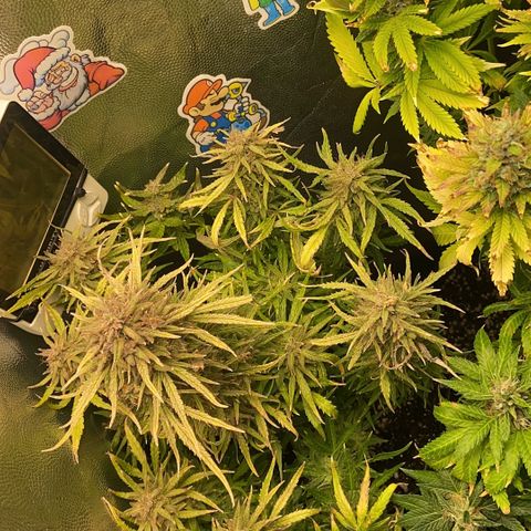 24K fem e White Widow auto growlog photo: White Widow 