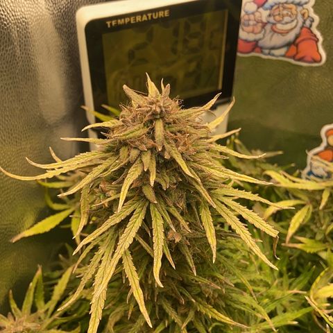 24K fem e White Widow auto growlog photo: White Widow 