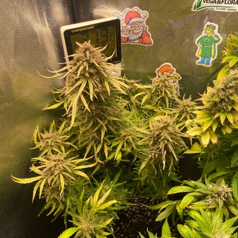 24K fem e White Widow auto growlog photo: White Widow 