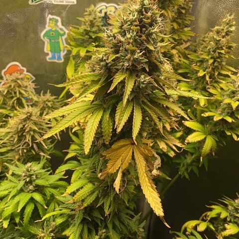 BANANA BLAZE  growlog timeline photo
