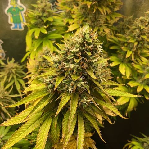 BANANA BLAZE  growlog timeline photo
