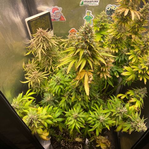 BANANA BLAZE  growlog timeline photo