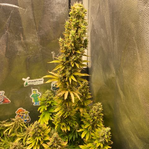 24K fem e White Widow auto growlog photo: 24k
