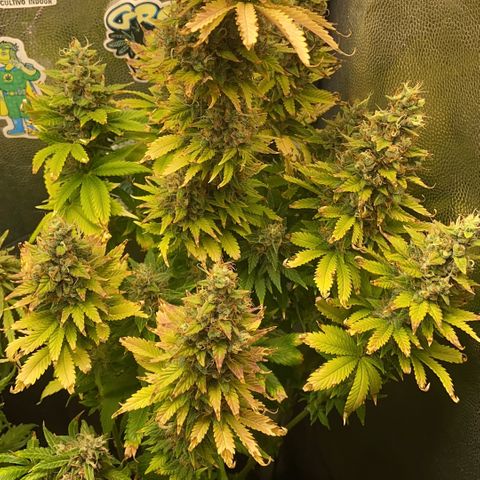 24K fem e White Widow auto growlog photo: 24k