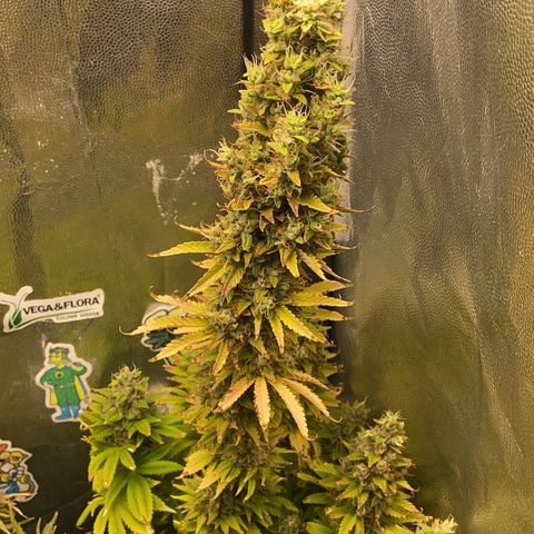 24K fem e White Widow auto growlog photo: 24k