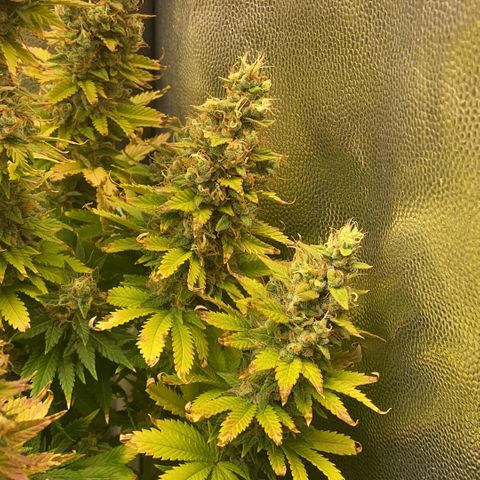 24K fem e White Widow auto growlog photo: 24k