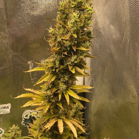 24K fem e White Widow auto growlog photo: 24k