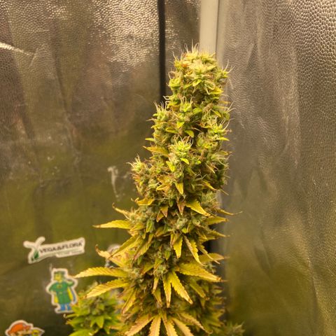 24K fem e White Widow auto growlog photo: 24k