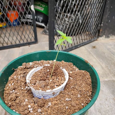 Critical Neville Haze growlog timeline photo