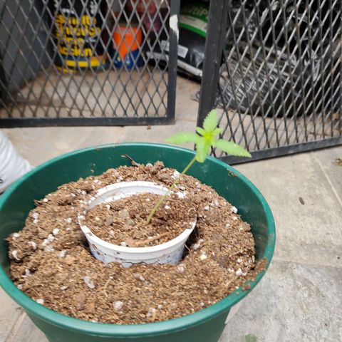 Critical Neville Haze growlog timeline photo