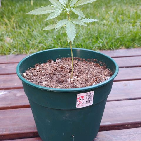 Critical Neville Haze growlog timeline photo