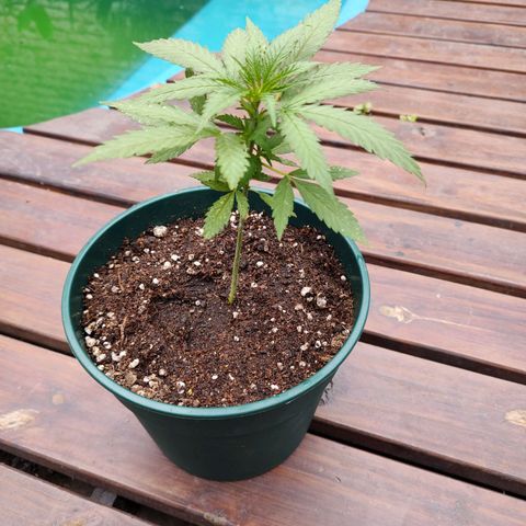 Critical Neville Haze growlog timeline photo