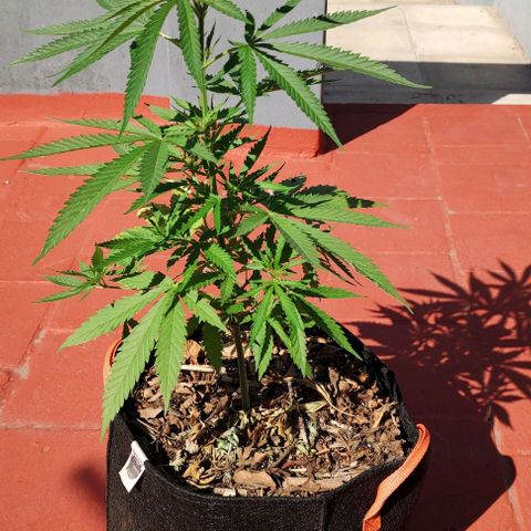 Critical Neville Haze growlog timeline photo