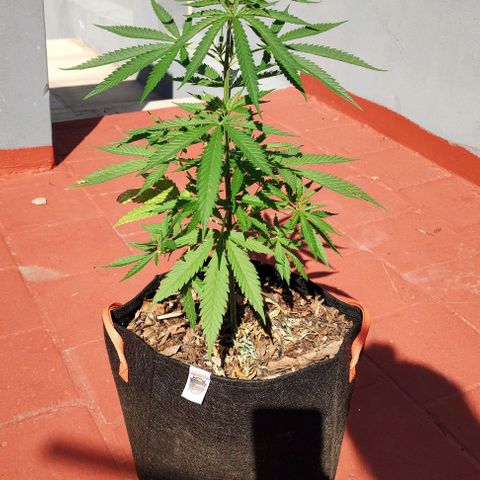Critical Neville Haze growlog timeline photo