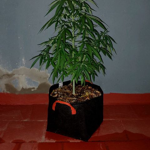 Critical Neville Haze growlog timeline photo