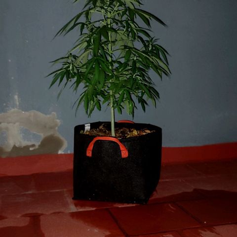 Critical Neville Haze growlog timeline photo