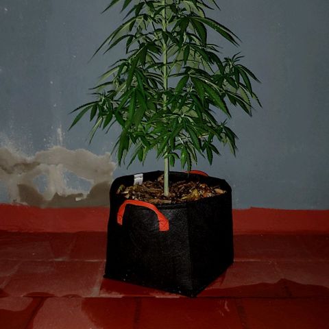Critical Neville Haze growlog timeline photo
