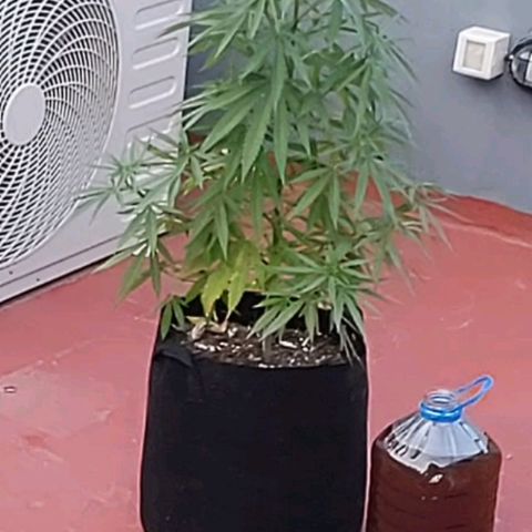 Critical Neville Haze growlog timeline photo
