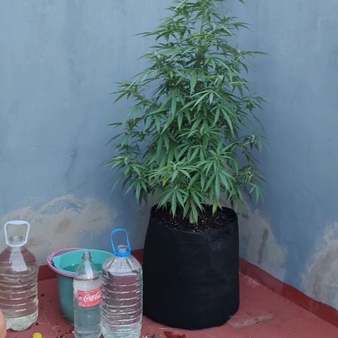 Critical Neville Haze growlog timeline photo