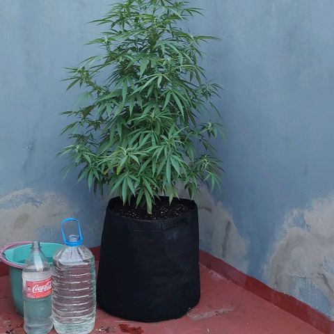 Critical Neville Haze growlog timeline photo