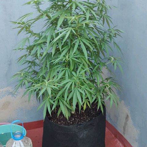 Critical Neville Haze growlog timeline photo