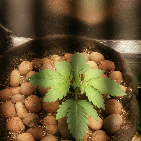 Cake Raspberry Punch #2 growlog timeline photo