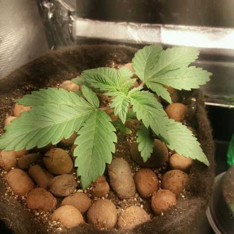 Cake Raspberry Punch #2 growlog timeline photo
