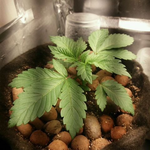 Cake Raspberry Punch #2 growlog timeline photo