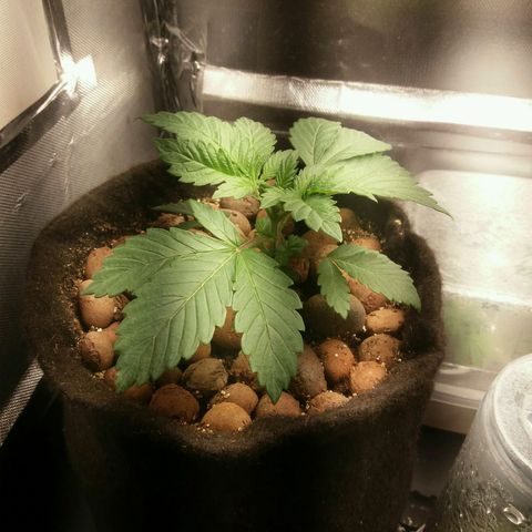 Cake Raspberry Punch #2 growlog timeline photo