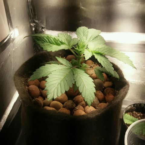 Cake Raspberry Punch #2 growlog timeline photo