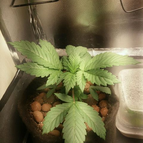 Cake Raspberry Punch #2 growlog timeline photo