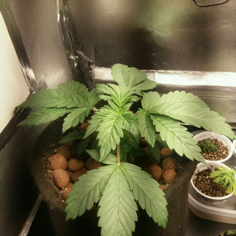 Cake Raspberry Punch #2 growlog timeline photo