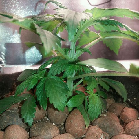 Cake Raspberry Punch #2 growlog timeline photo
