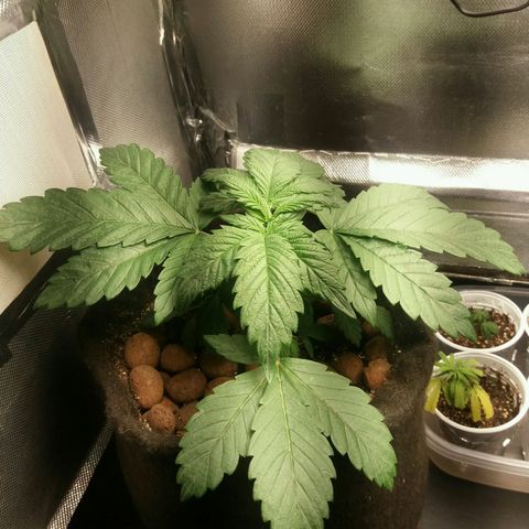Cake Raspberry Punch #2 growlog timeline photo