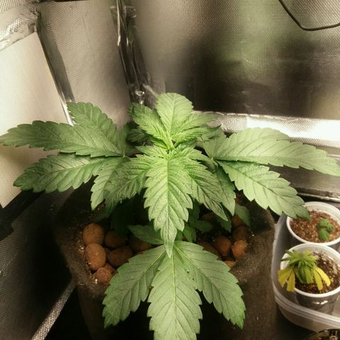 Cake Raspberry Punch #2 growlog timeline photo