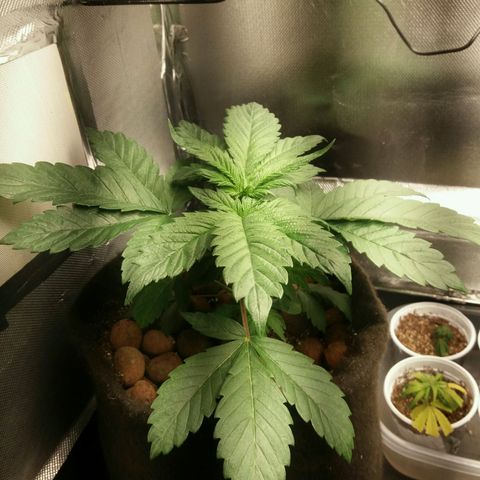 Cake Raspberry Punch #2 growlog timeline photo