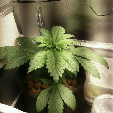 Cake Raspberry Punch #2 growlog timeline photo