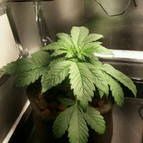 Cake Raspberry Punch #2 growlog timeline photo