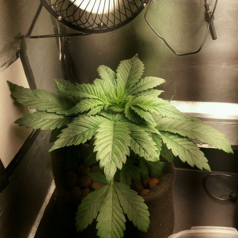 Cake Raspberry Punch #2 growlog timeline photo